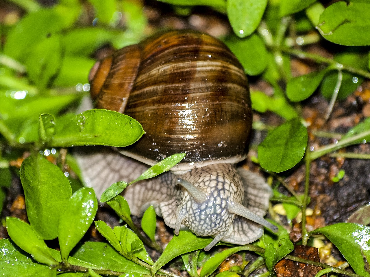 snail reptile animal free photo