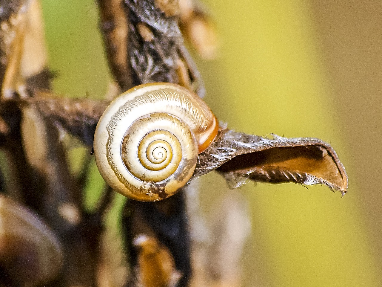 snail reptile leaves snail free photo