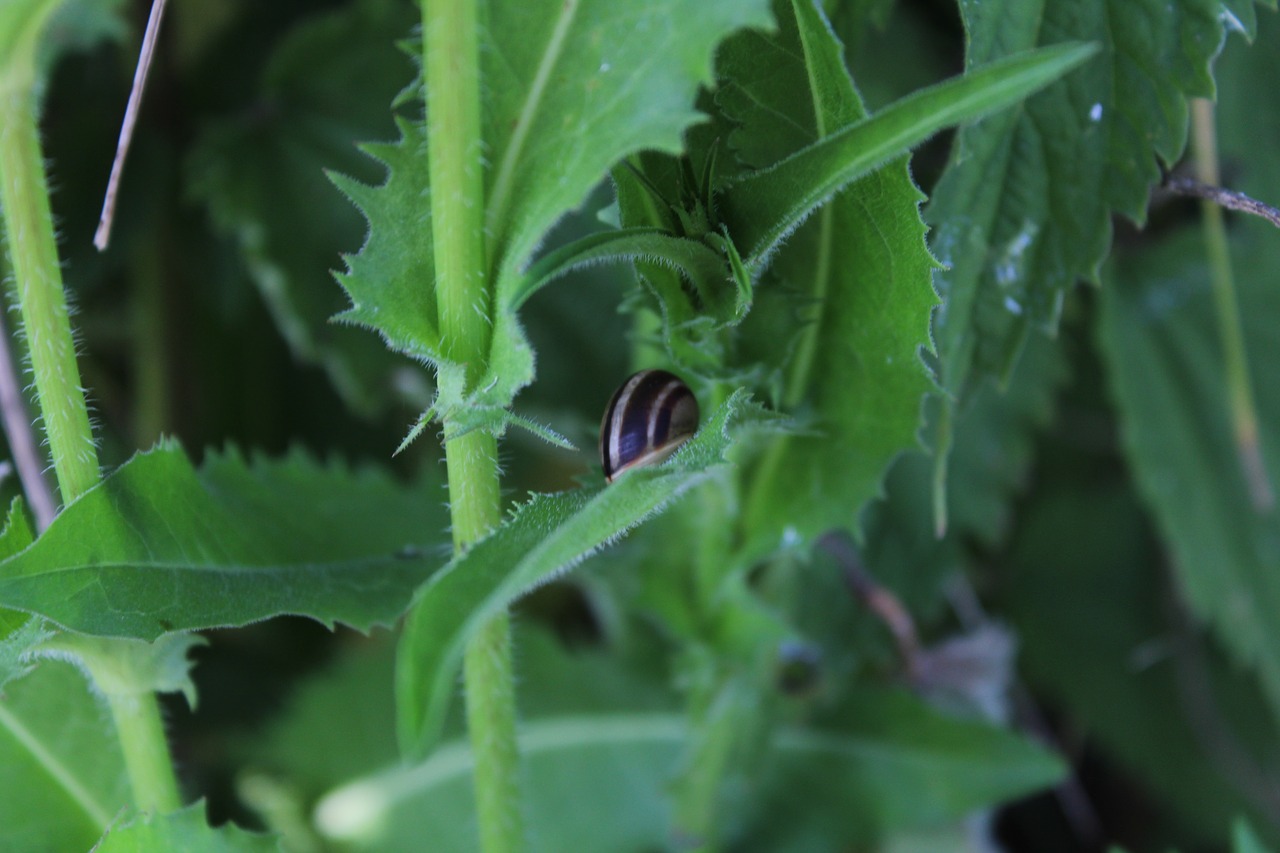 snail nature winniczek free photo