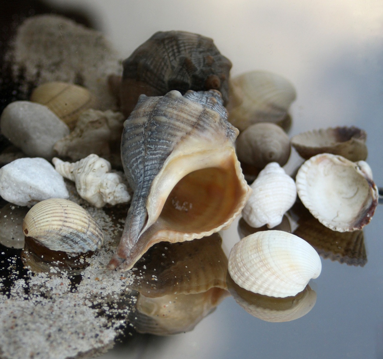 snail housing maritime free photo