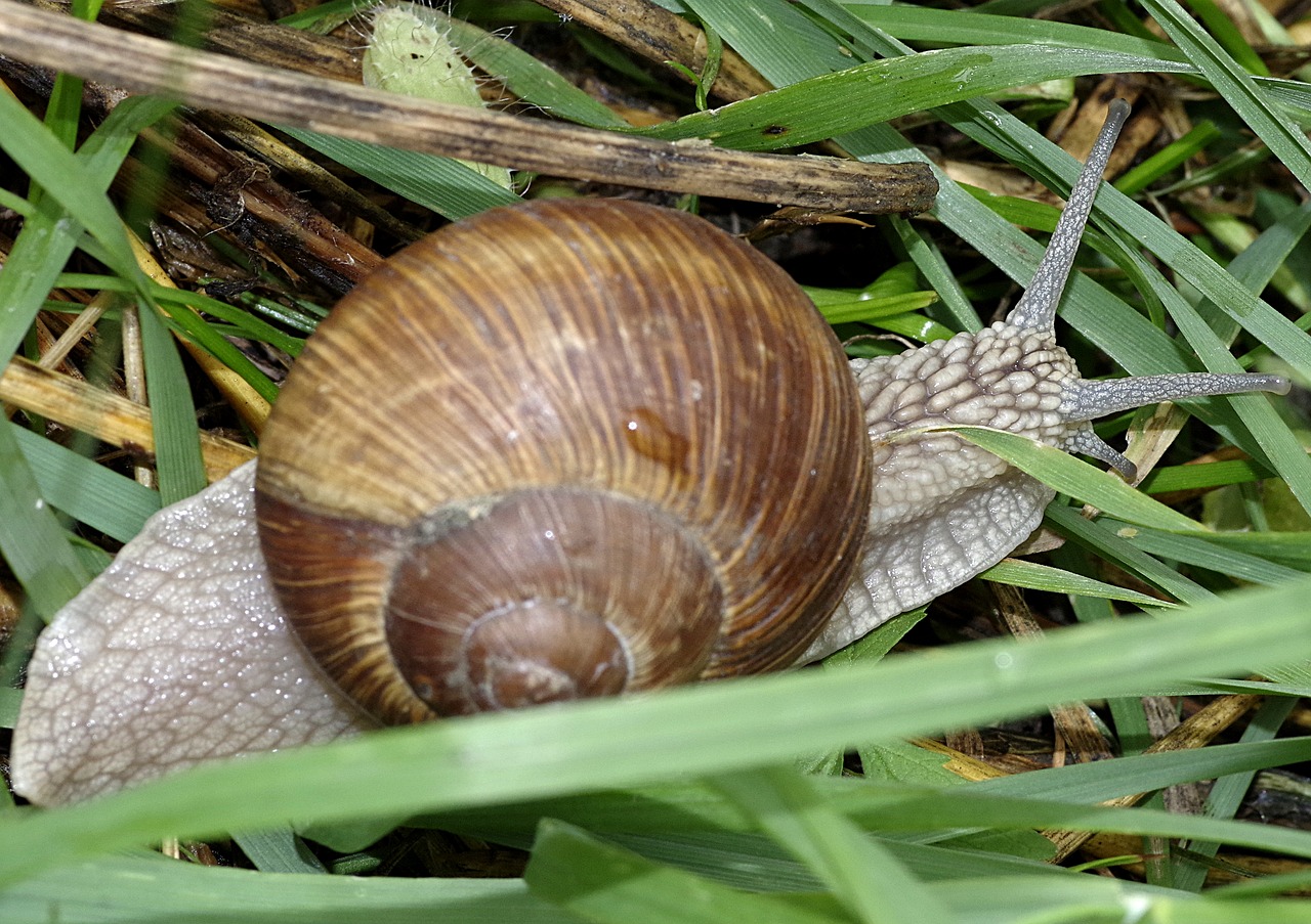 snail winniczek grass free photo