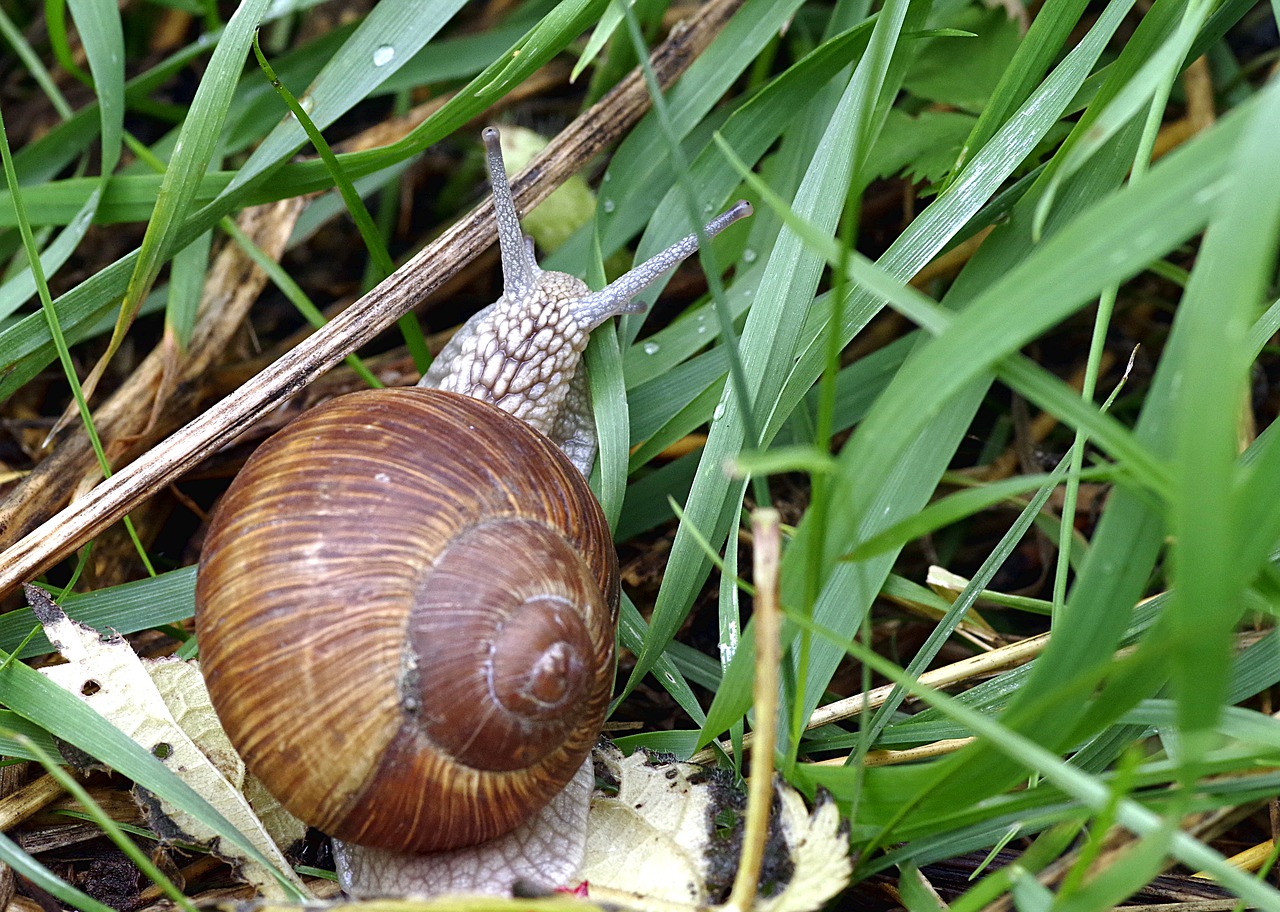 snail winniczek a delicacy free photo