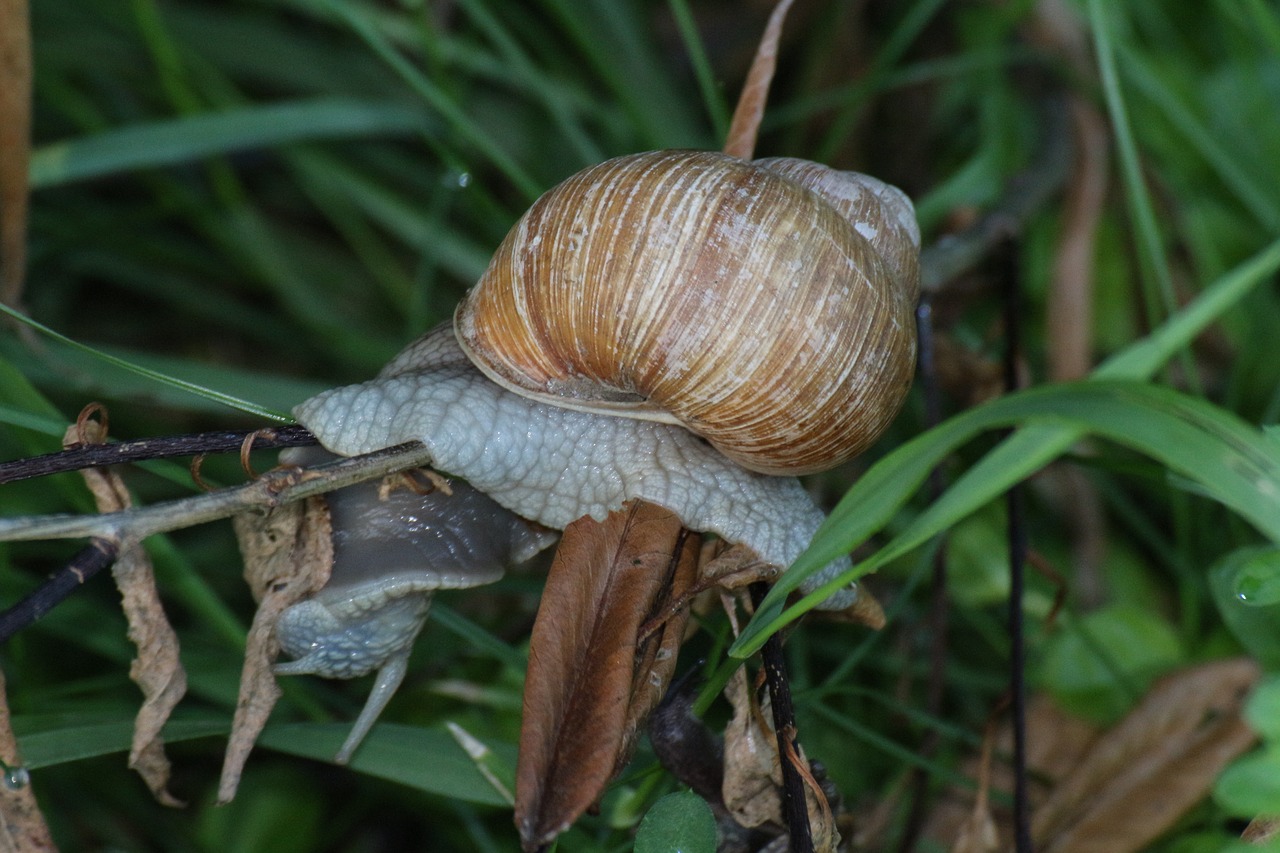 snail grass conch free photo