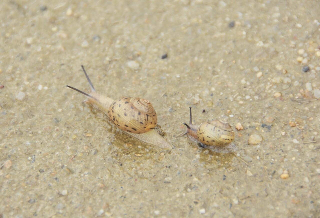 snail mollusc non free photo