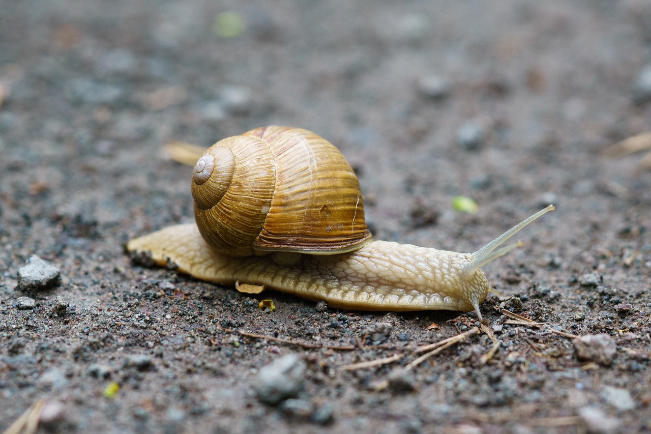 snail home macro free photo