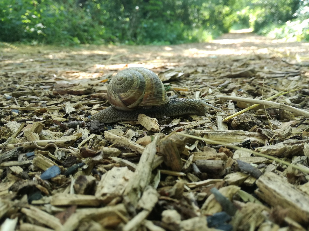 snail wood forest free photo