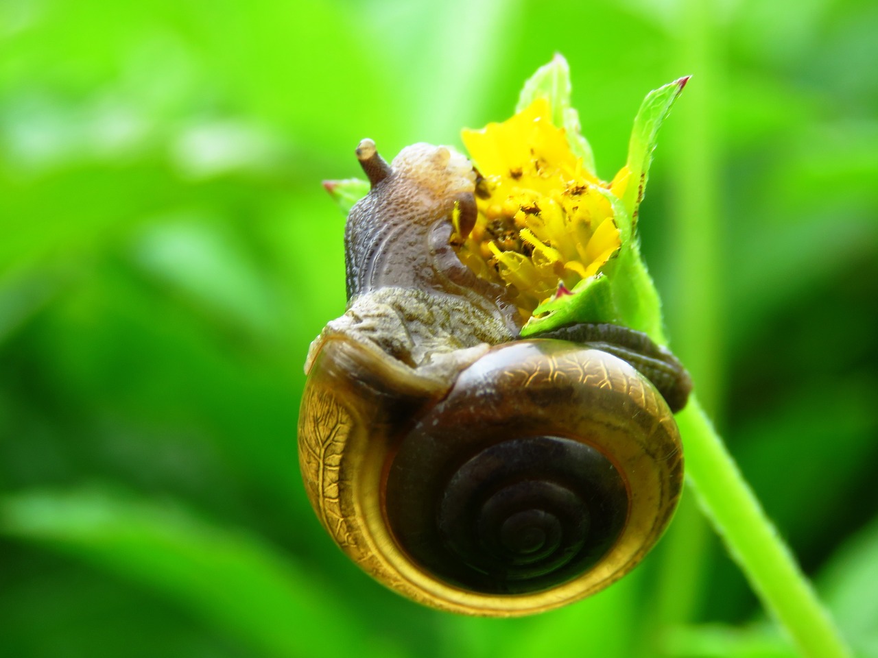 snail cute close up free photo