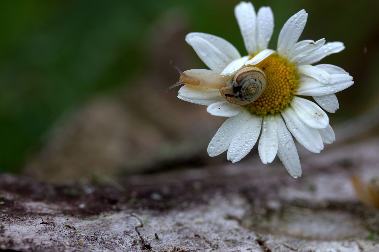 snail shell horns free photo