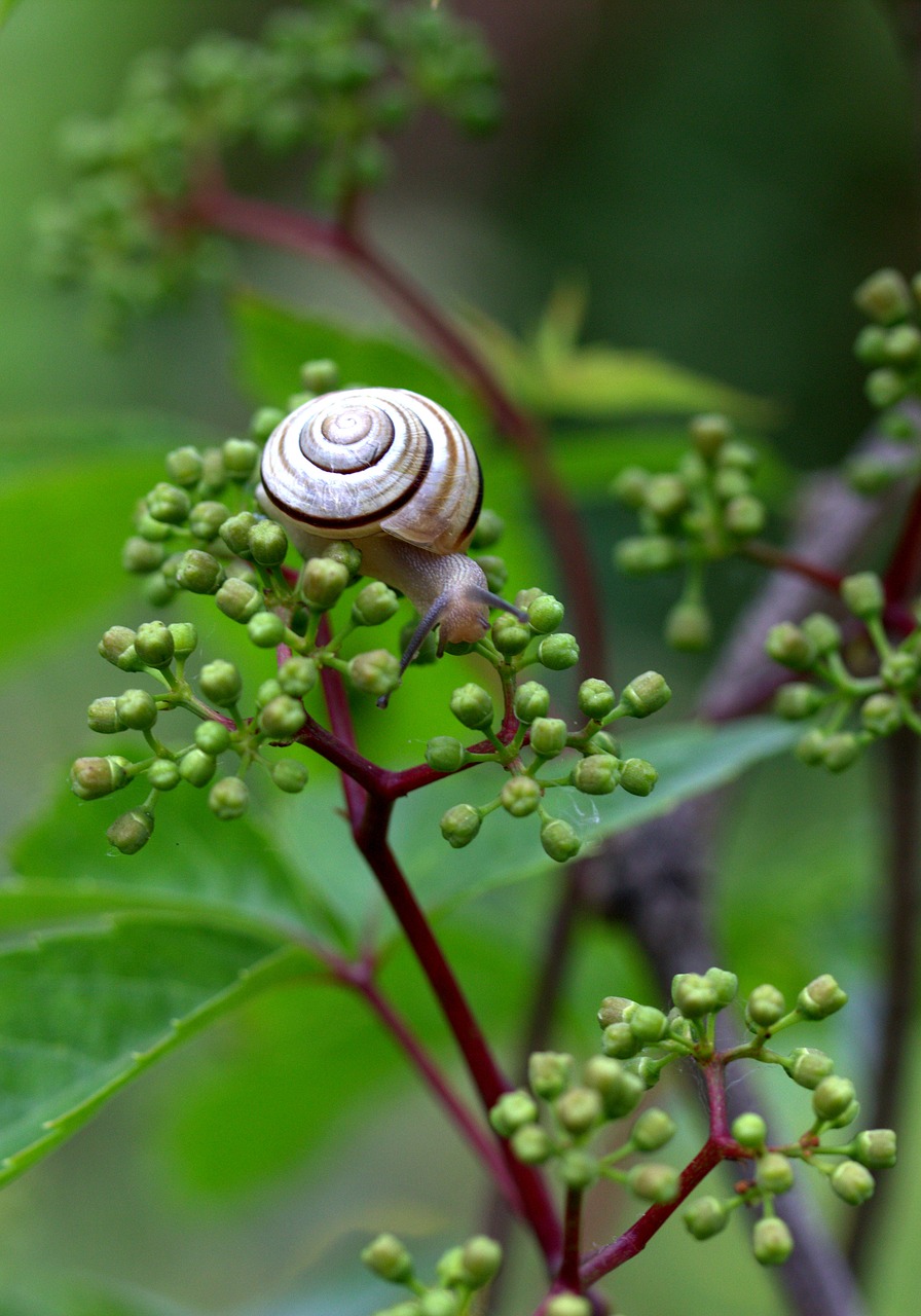 snail shell horns free photo