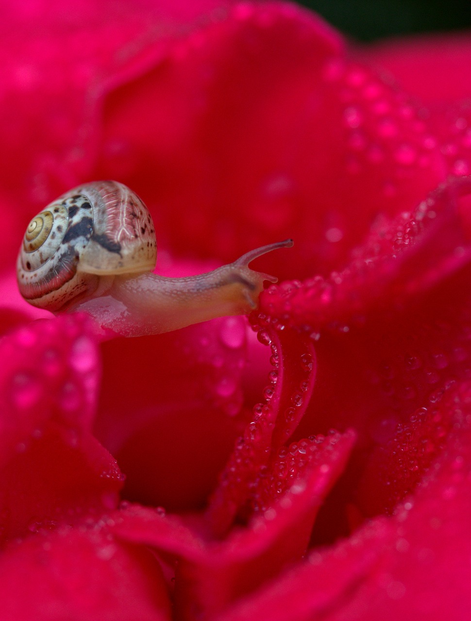 snail rose red free photo