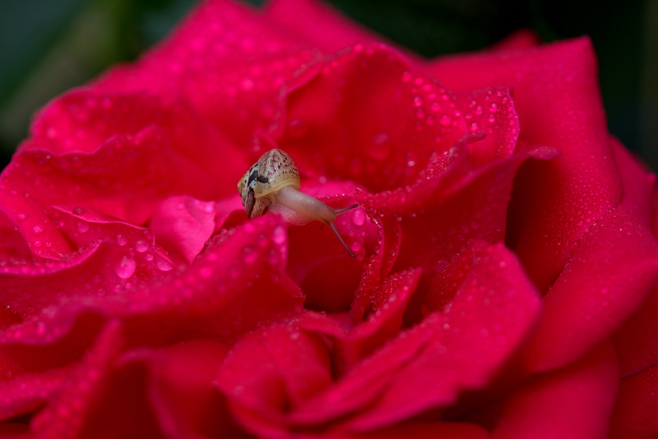 snail rose red free photo