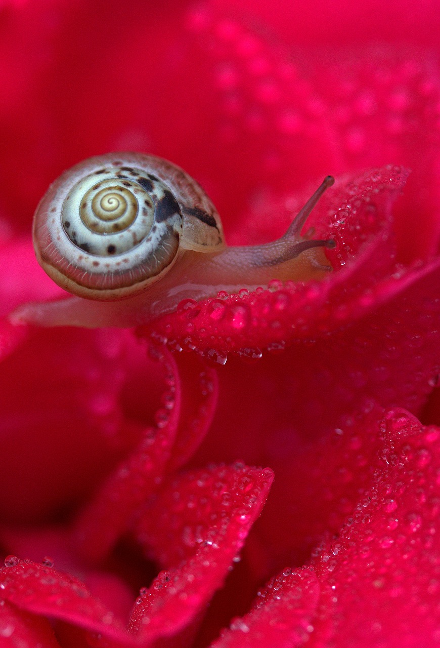 snail rose red free photo