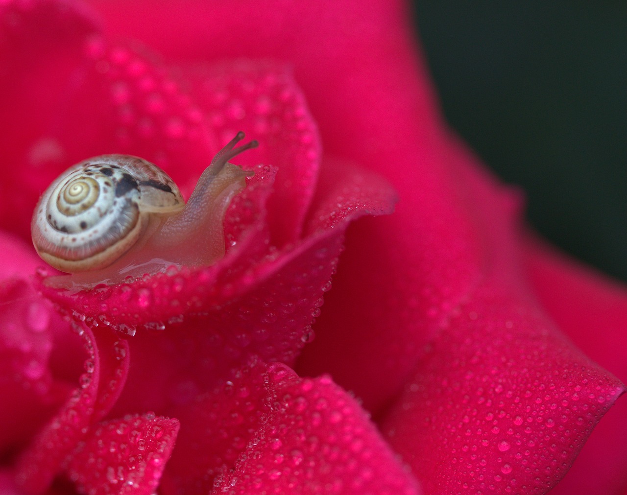 snail rose red free photo