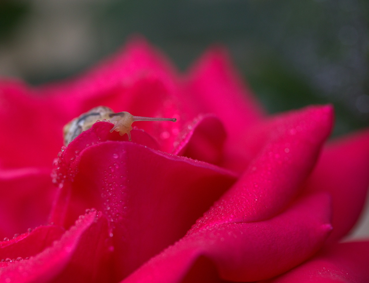 snail rose red free photo