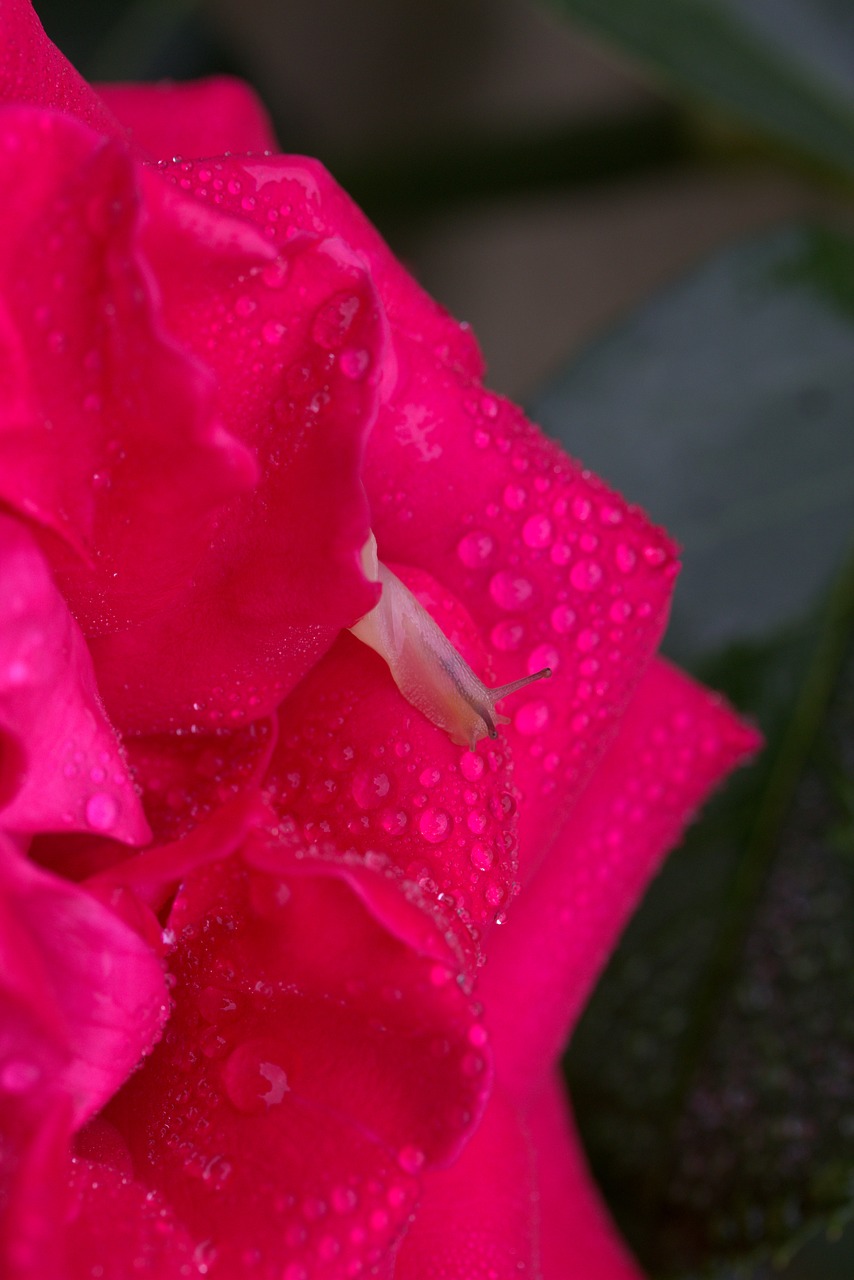 snail rose red free photo