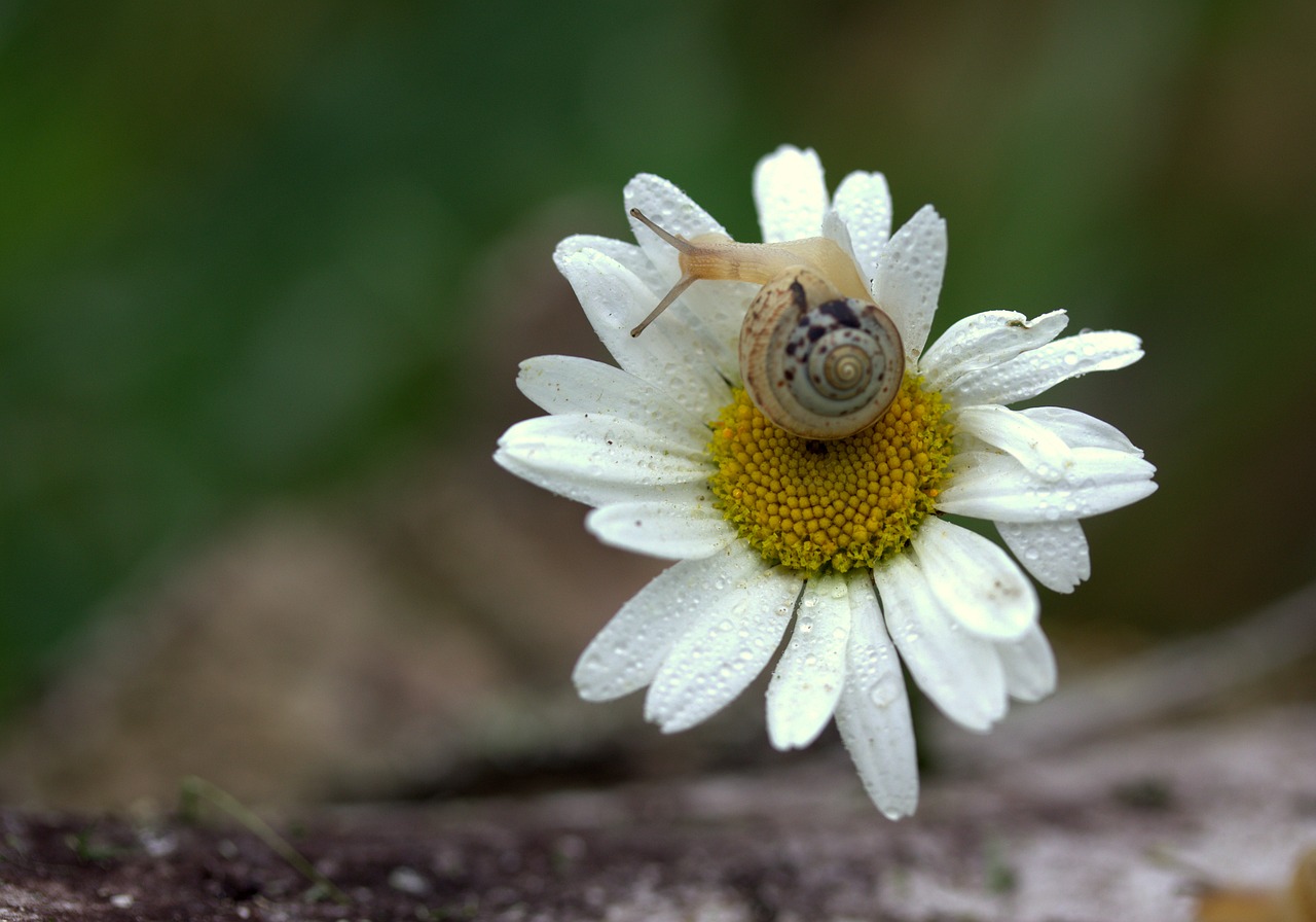 snail daisy petals free photo