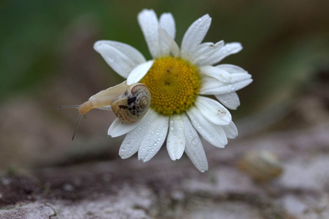 snail daisy petals free photo