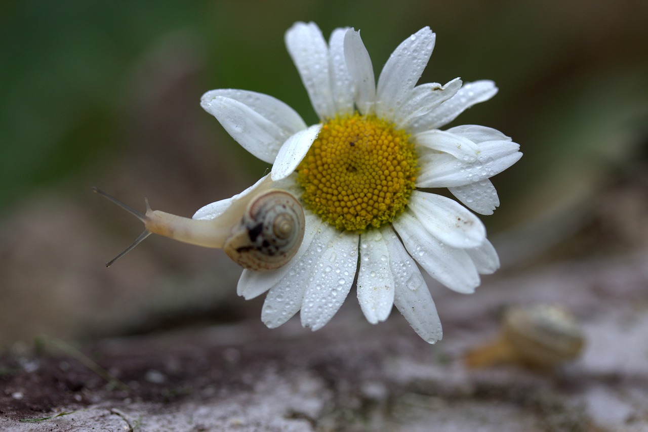 snail daisy petals free photo