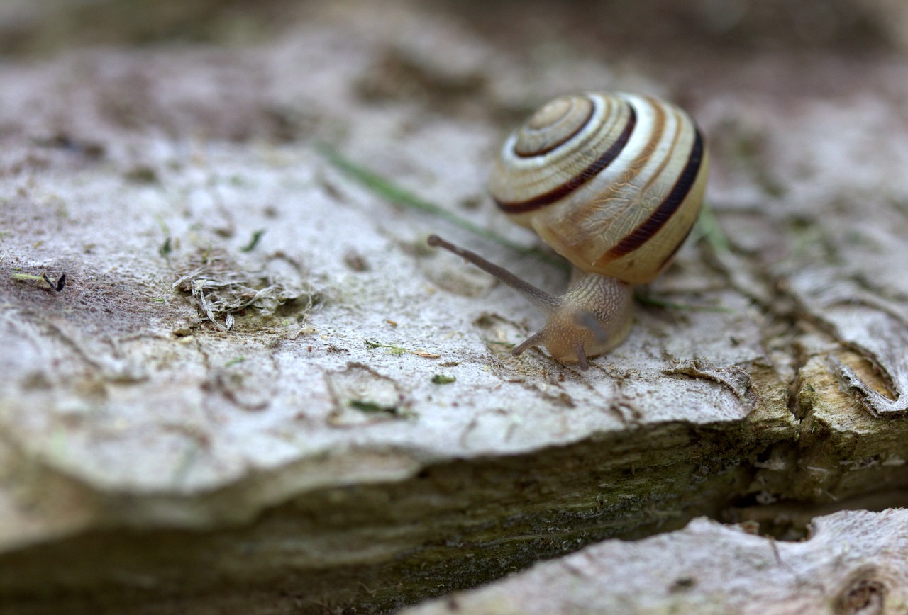 snail shell horns free photo