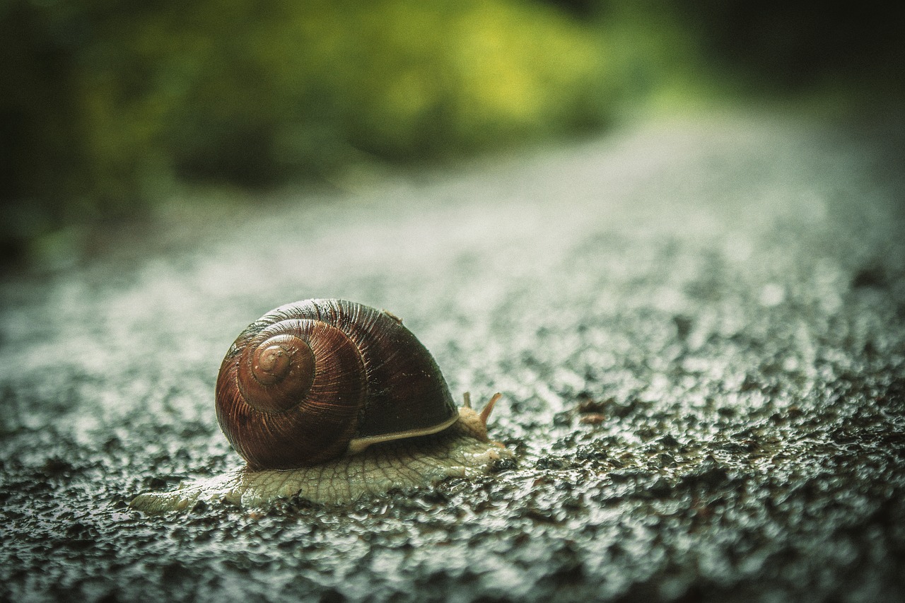 snail house snail road free photo