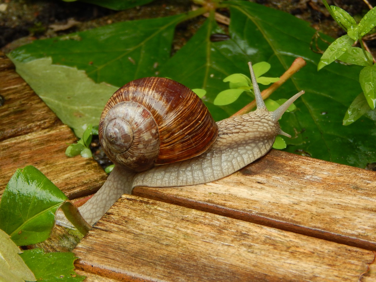 snail rainy weather shell free photo