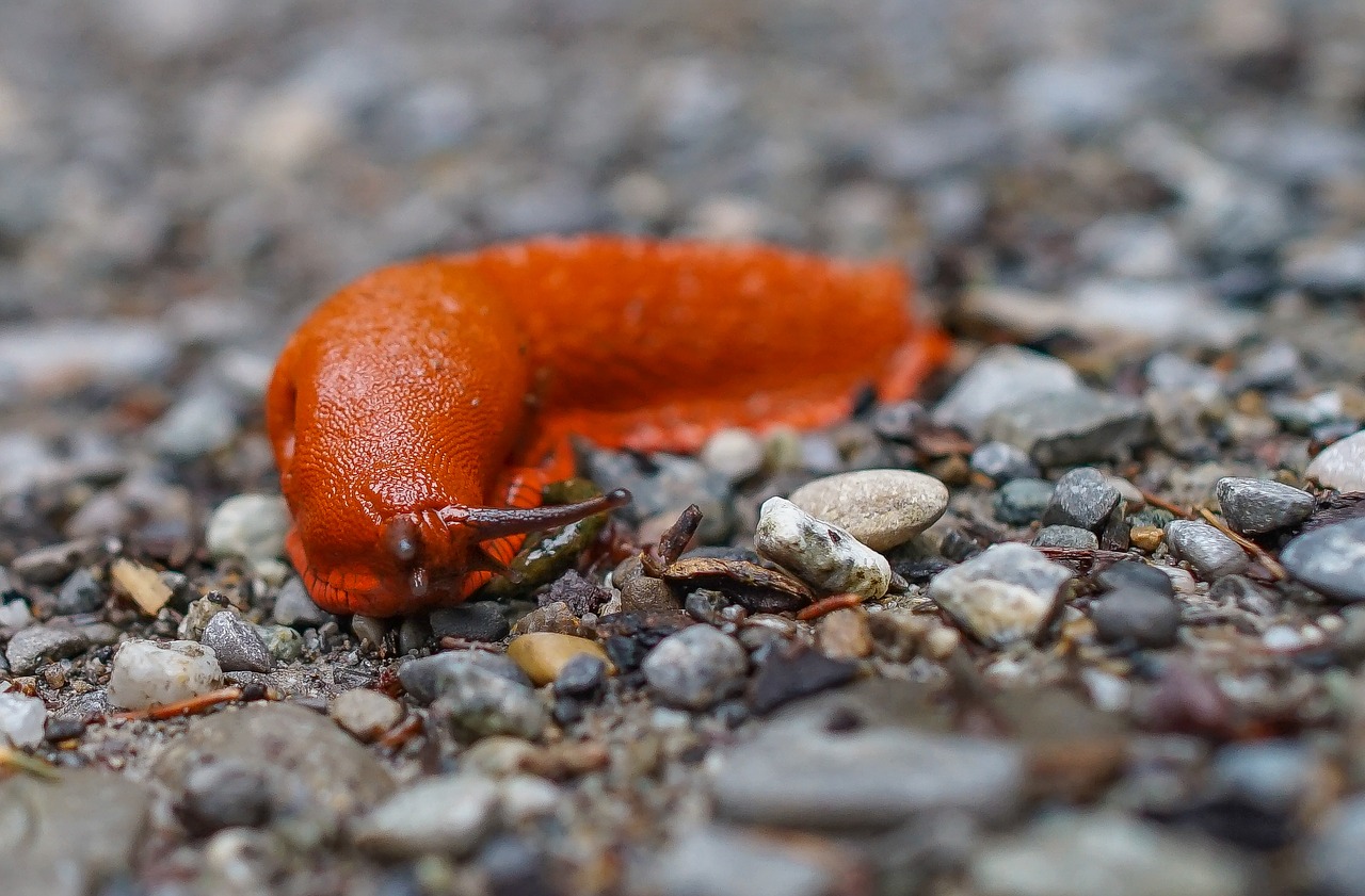 snail nature mollusk free photo