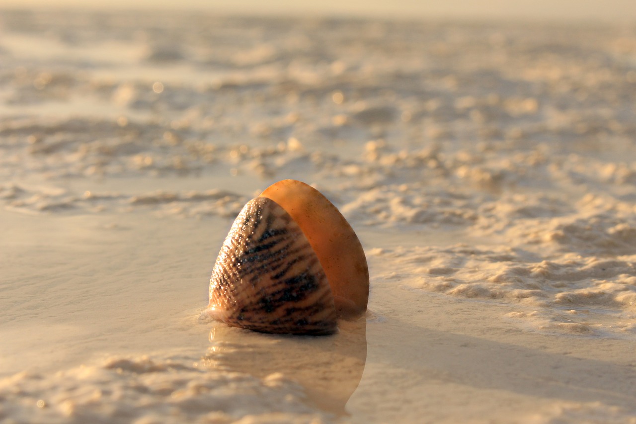 snail sand the sea free photo