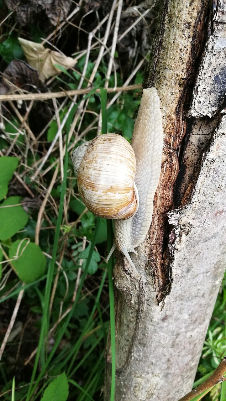 snail nature shell free photo