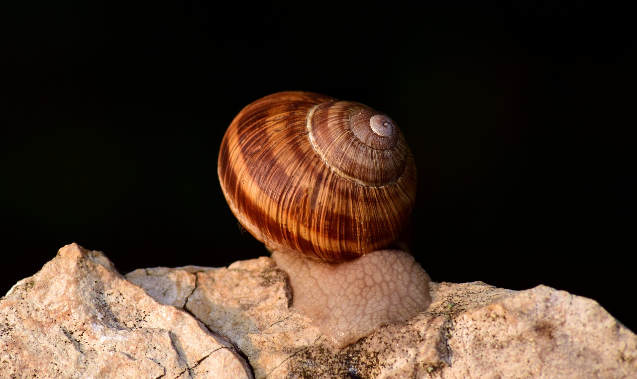 snail shell nature free photo