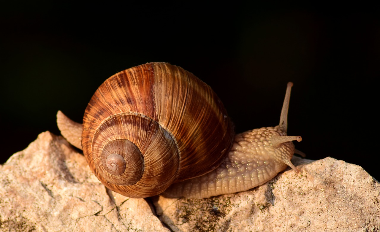 snail close shell free photo