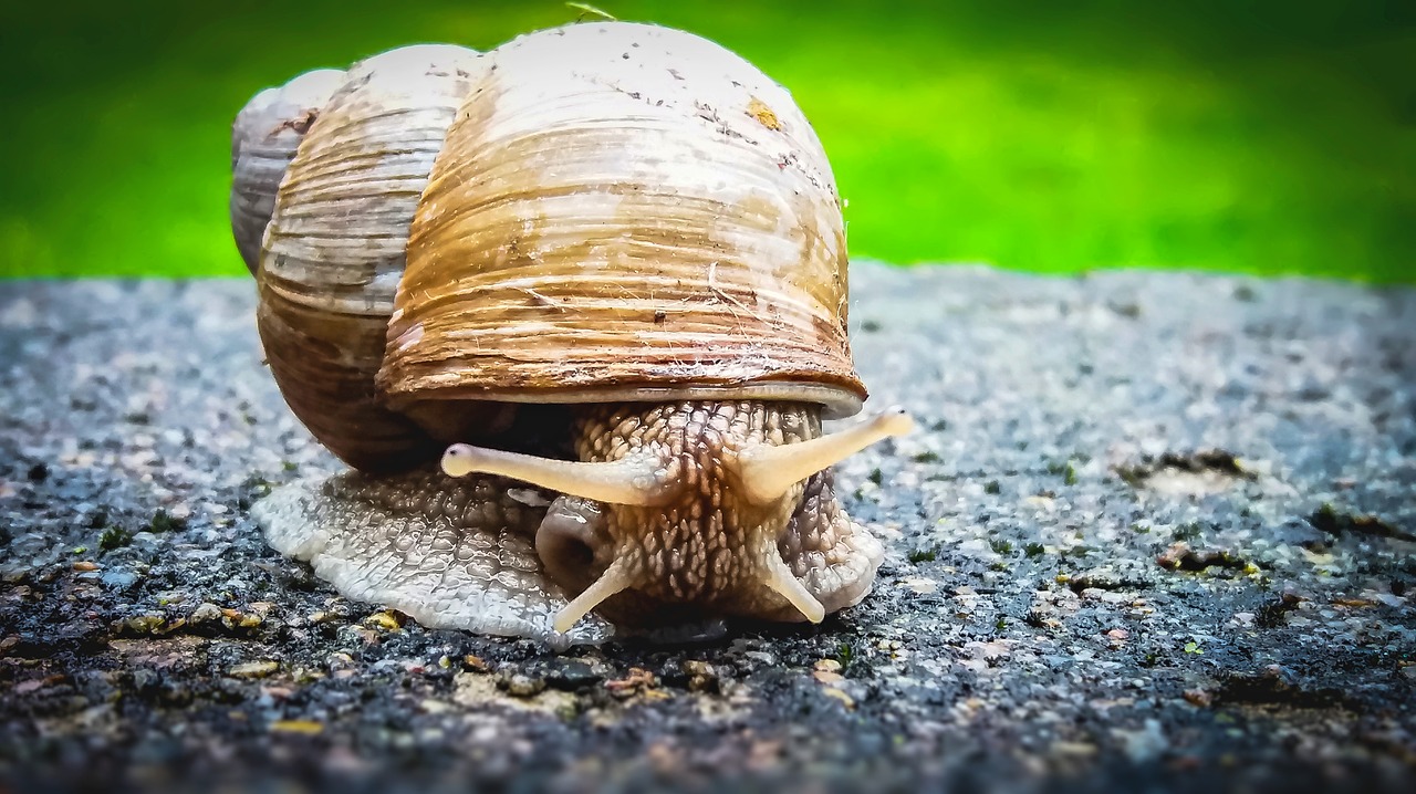 snail animal plazivé free photo