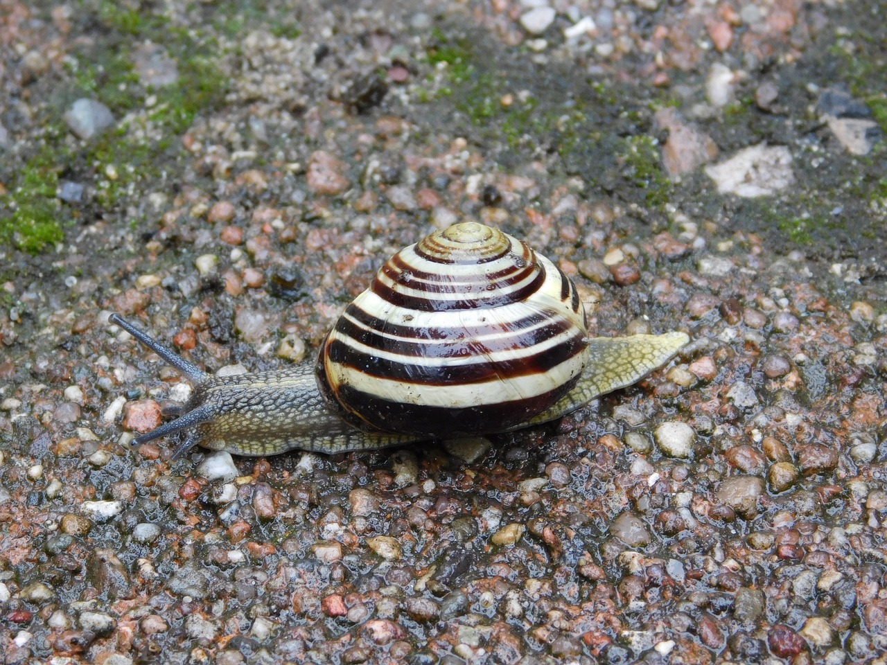 snail shell nature free photo