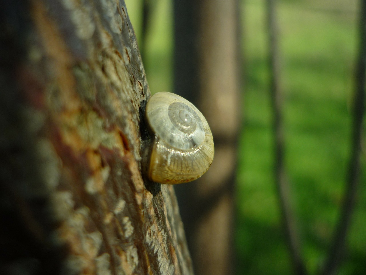 snail support trunk free photo