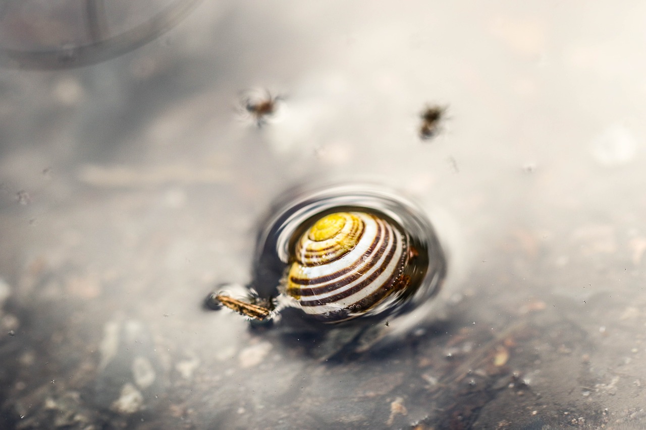 snail puddle water free photo