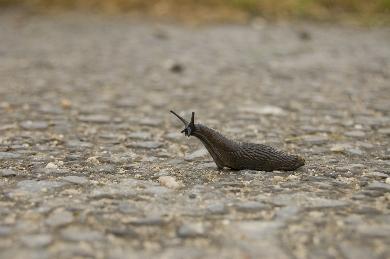 snail away slug free photo