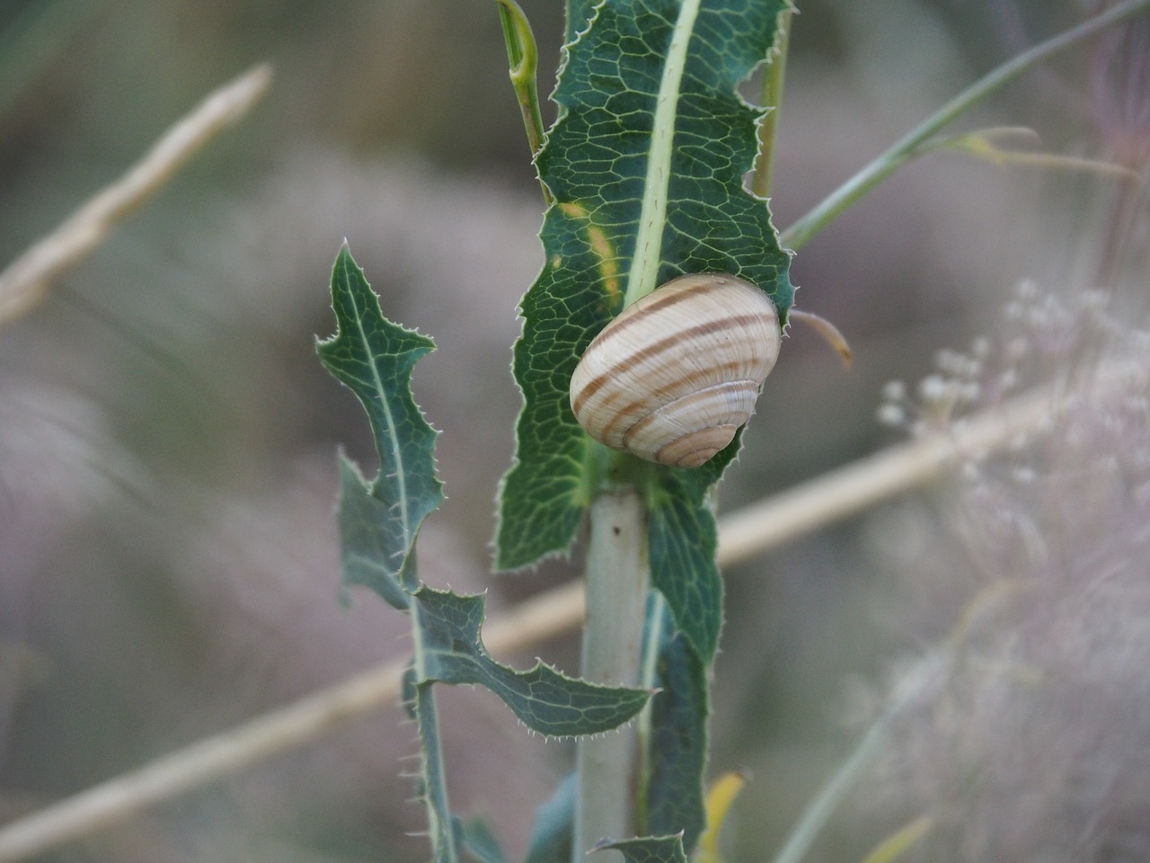 snail plant nature free photo