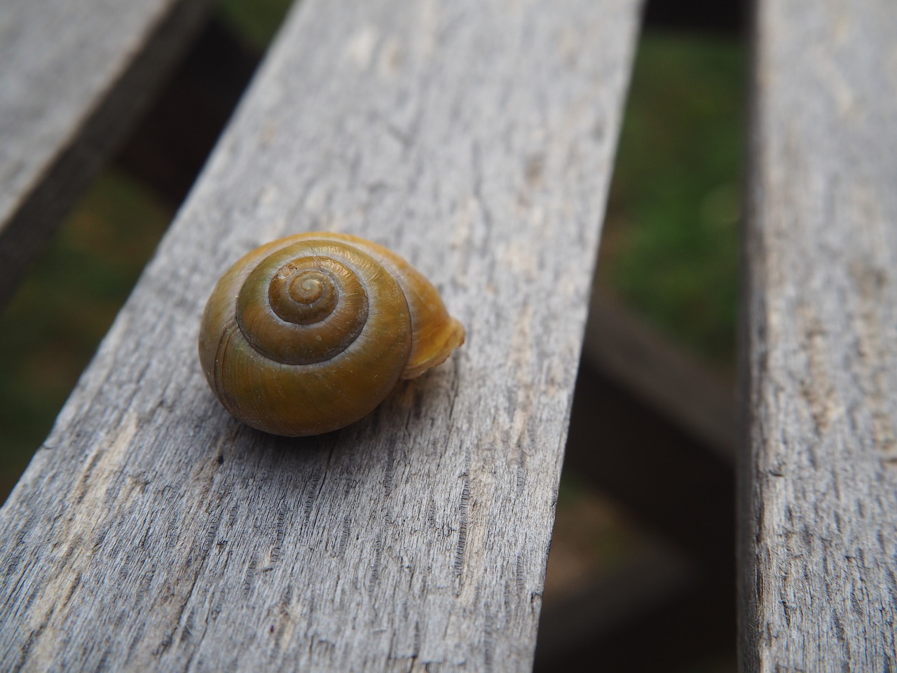 snail shell garden free photo