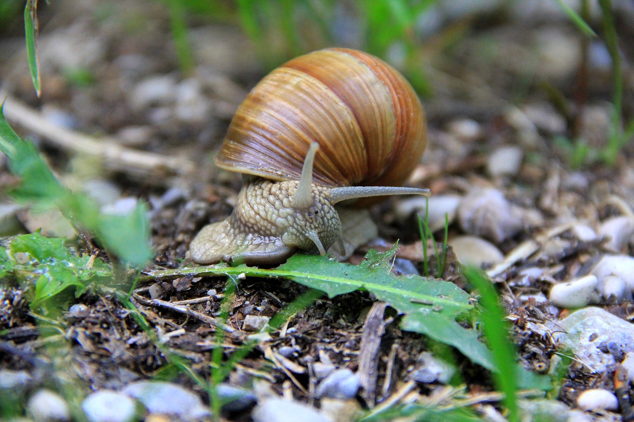 snail garden animal free photo