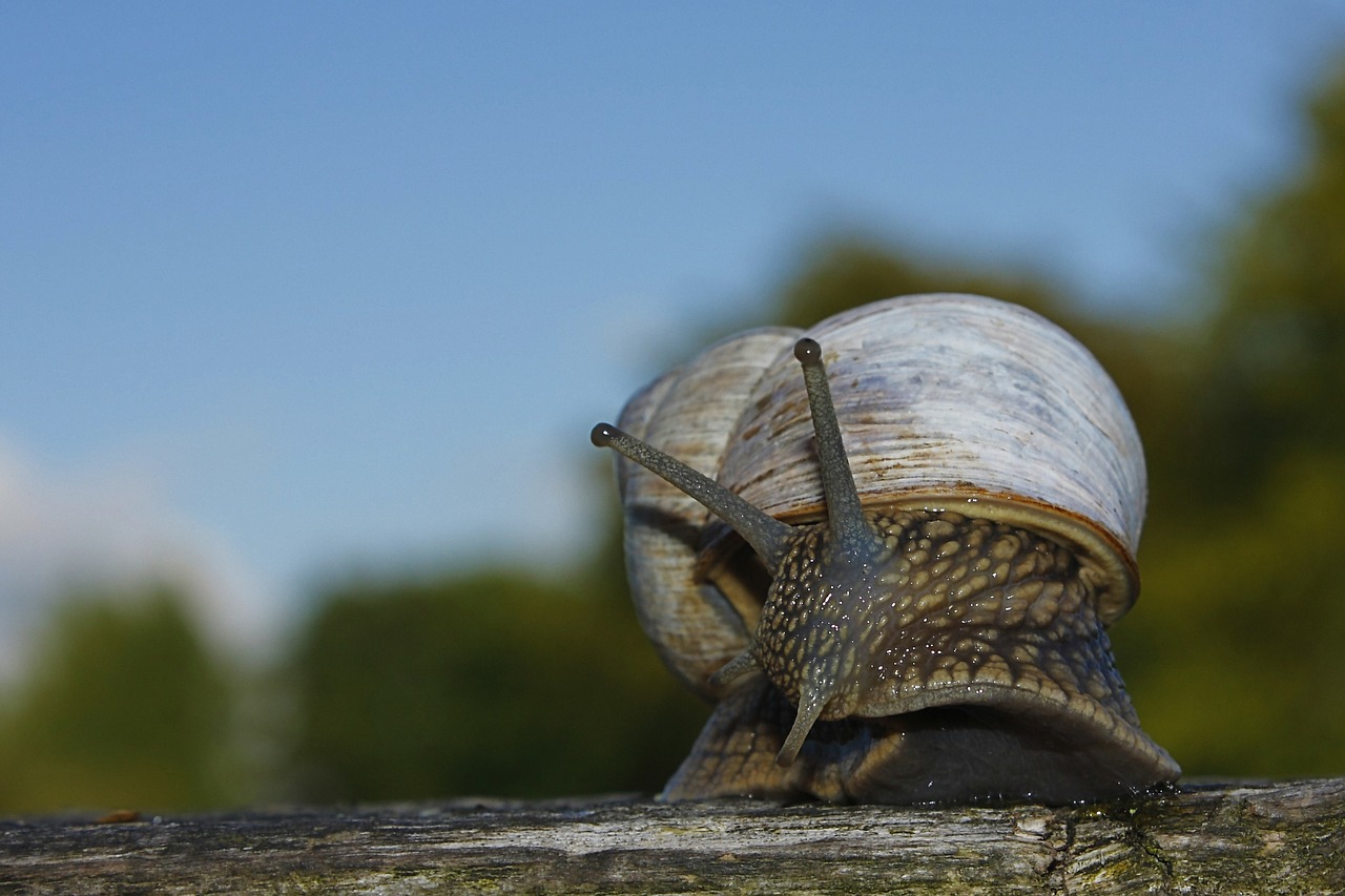 snail shell escargots free photo