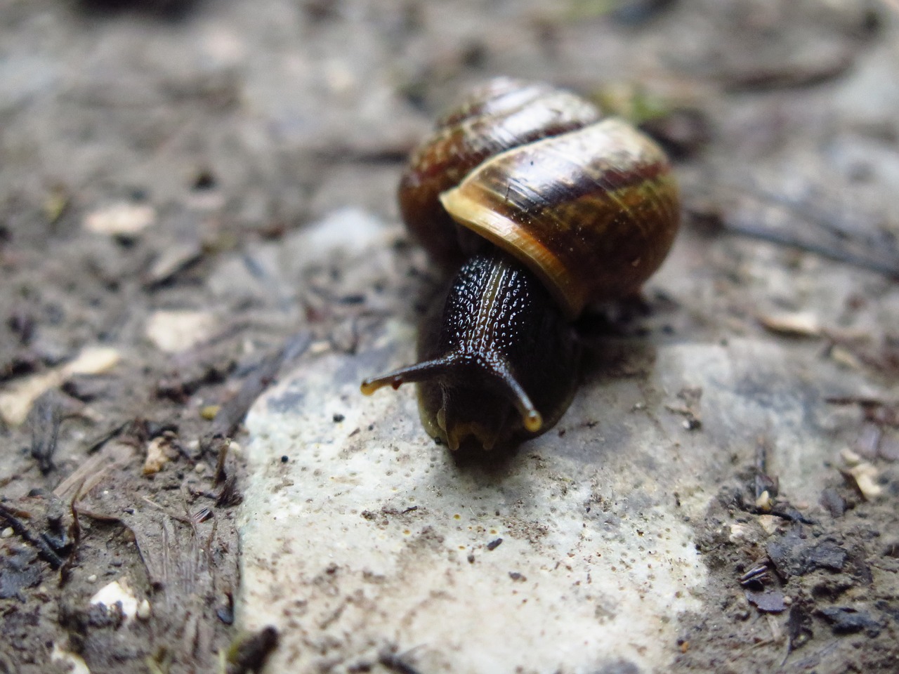 snail macro nature free photo