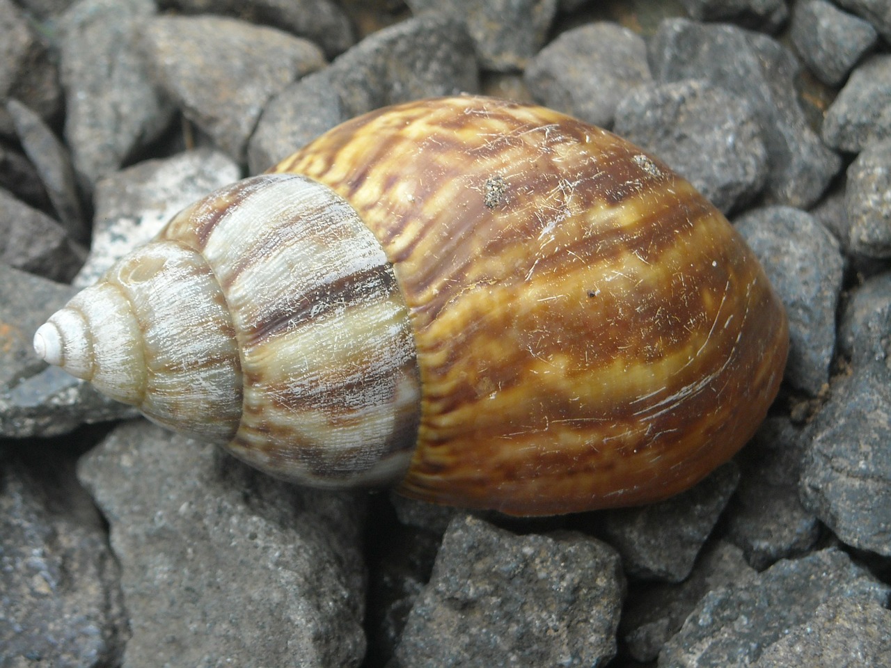 snail home stone free photo