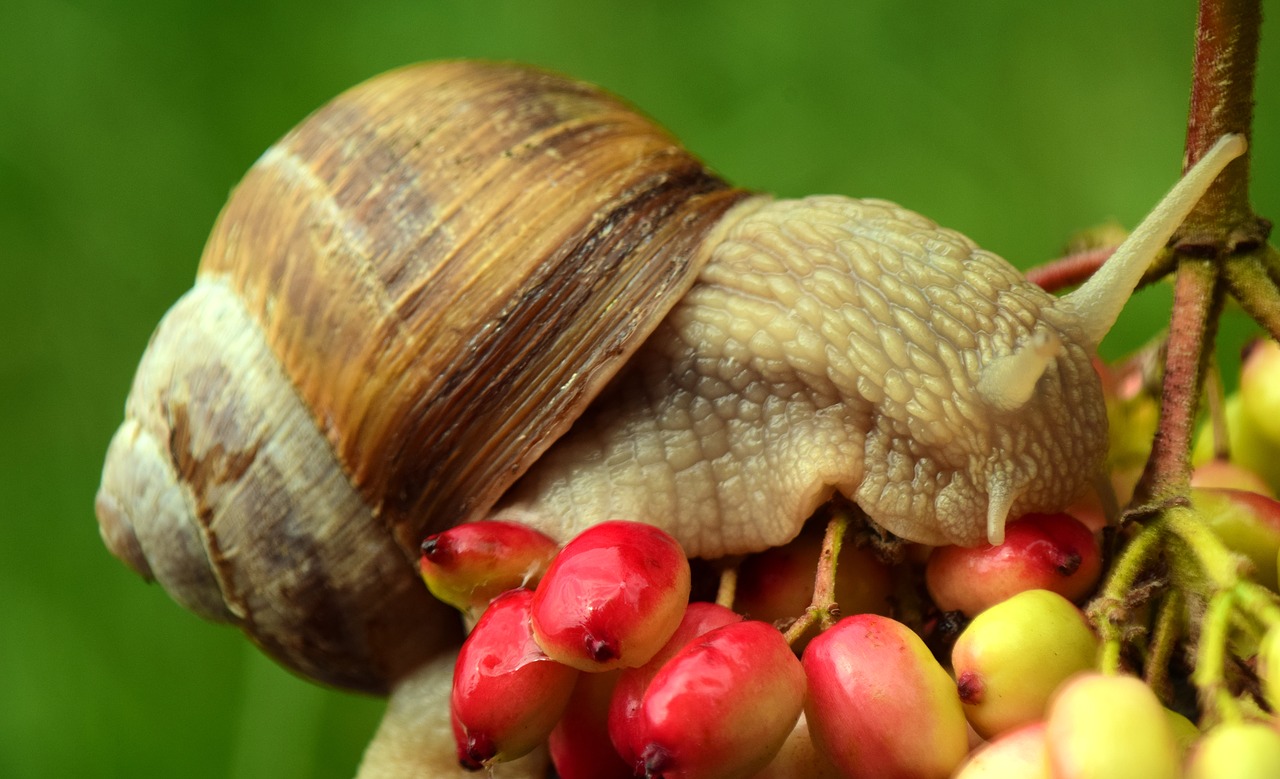 snail crawl shell free photo