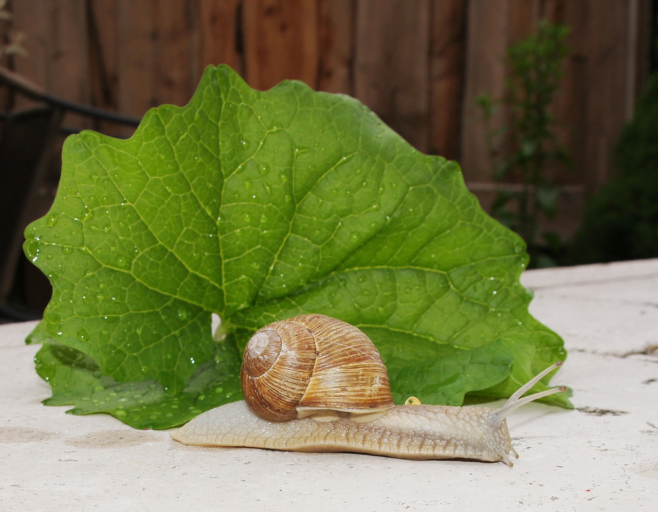 snail animal shell free photo