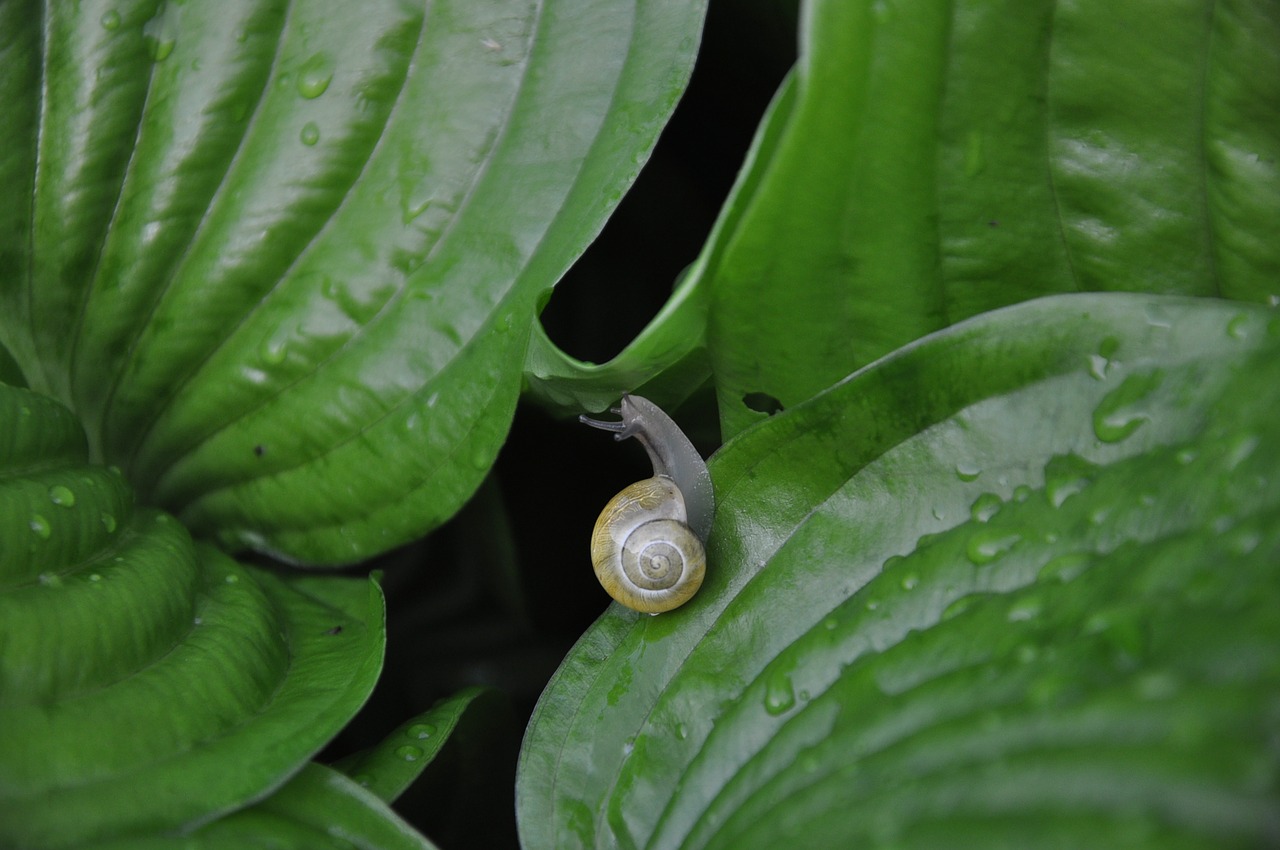 snail foliage rain free photo