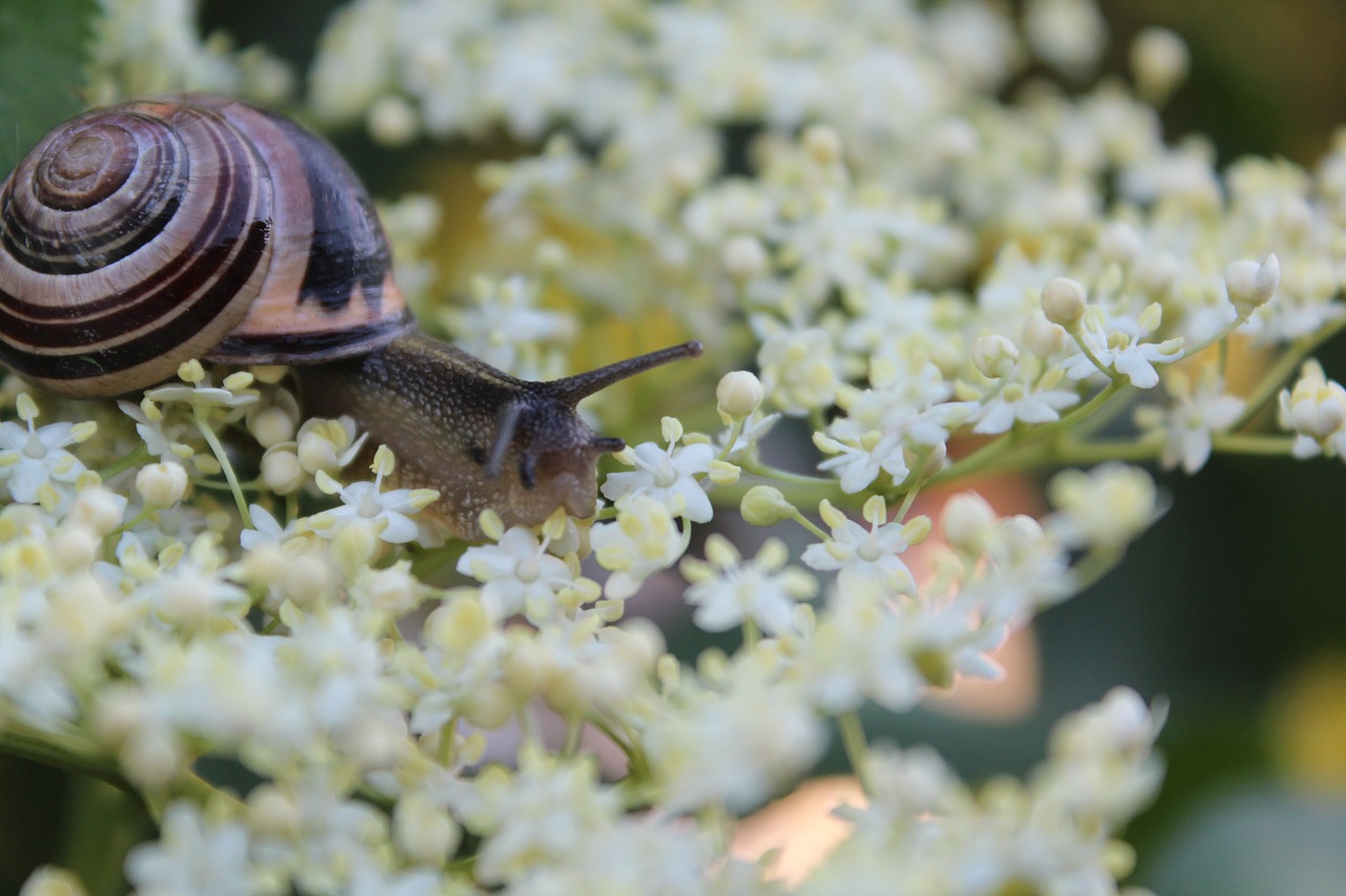 snail flowers flowering free photo