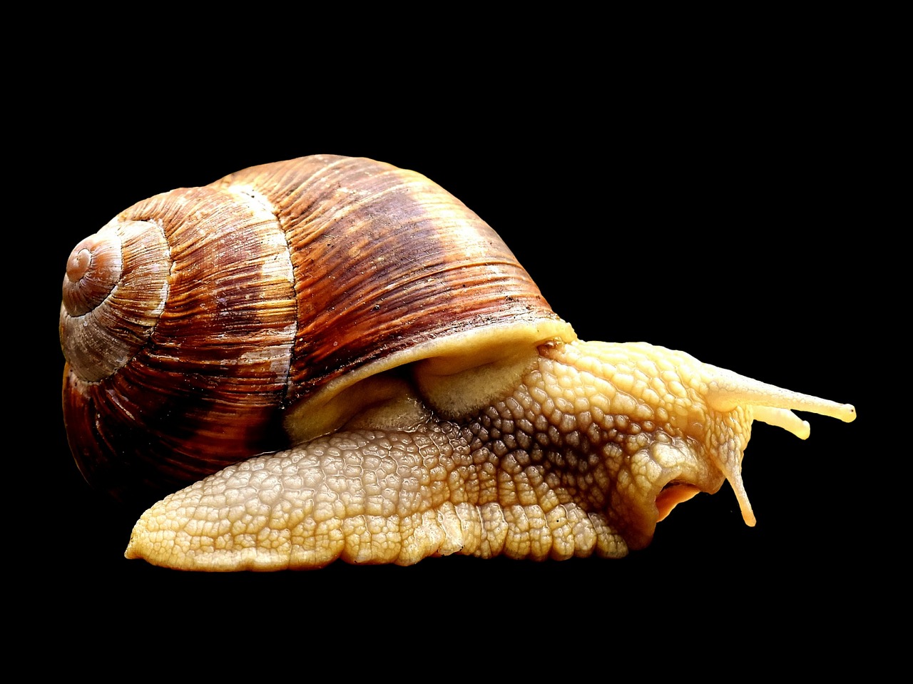snail animal home free photo