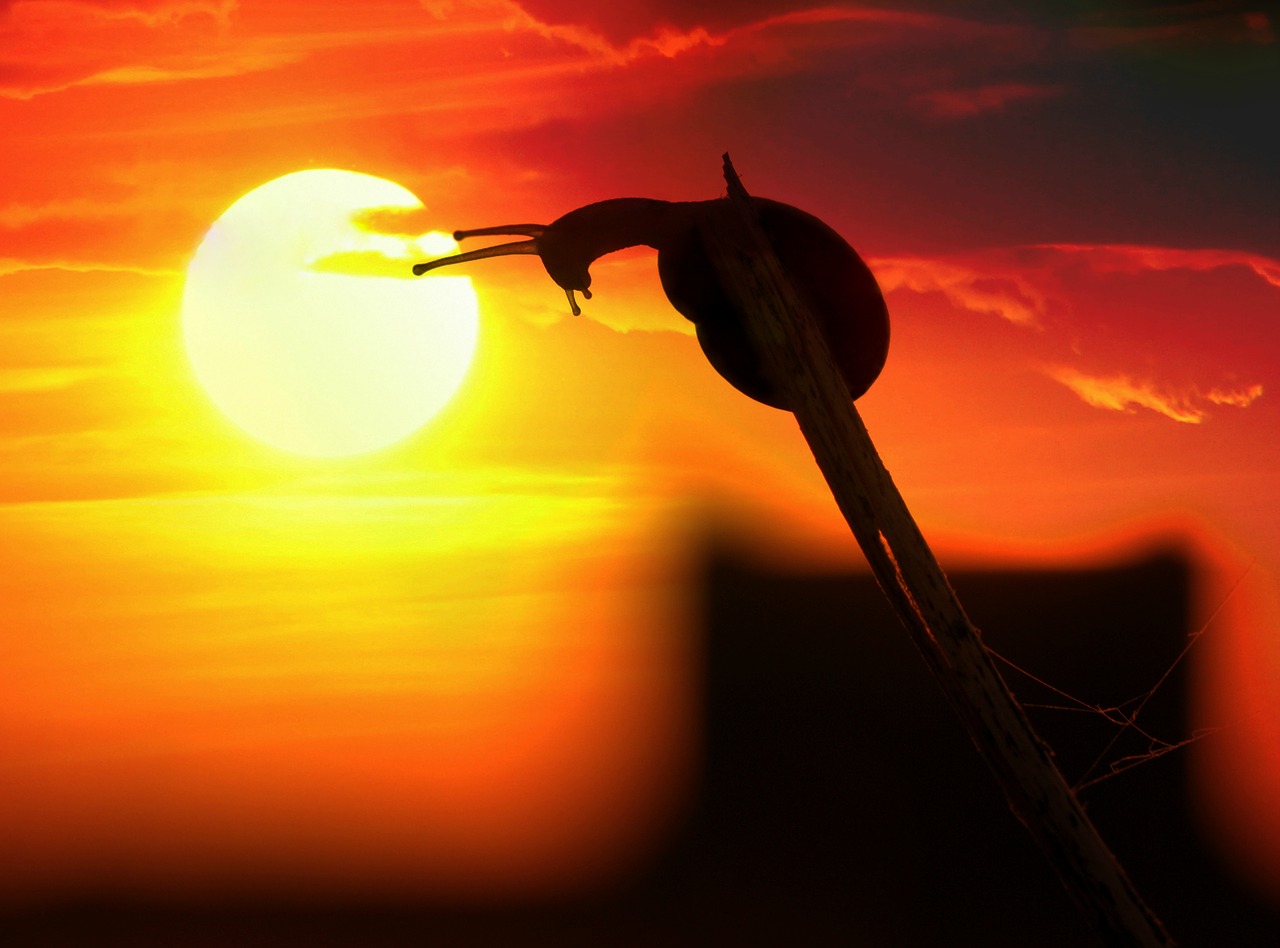 snail sunset horns free photo