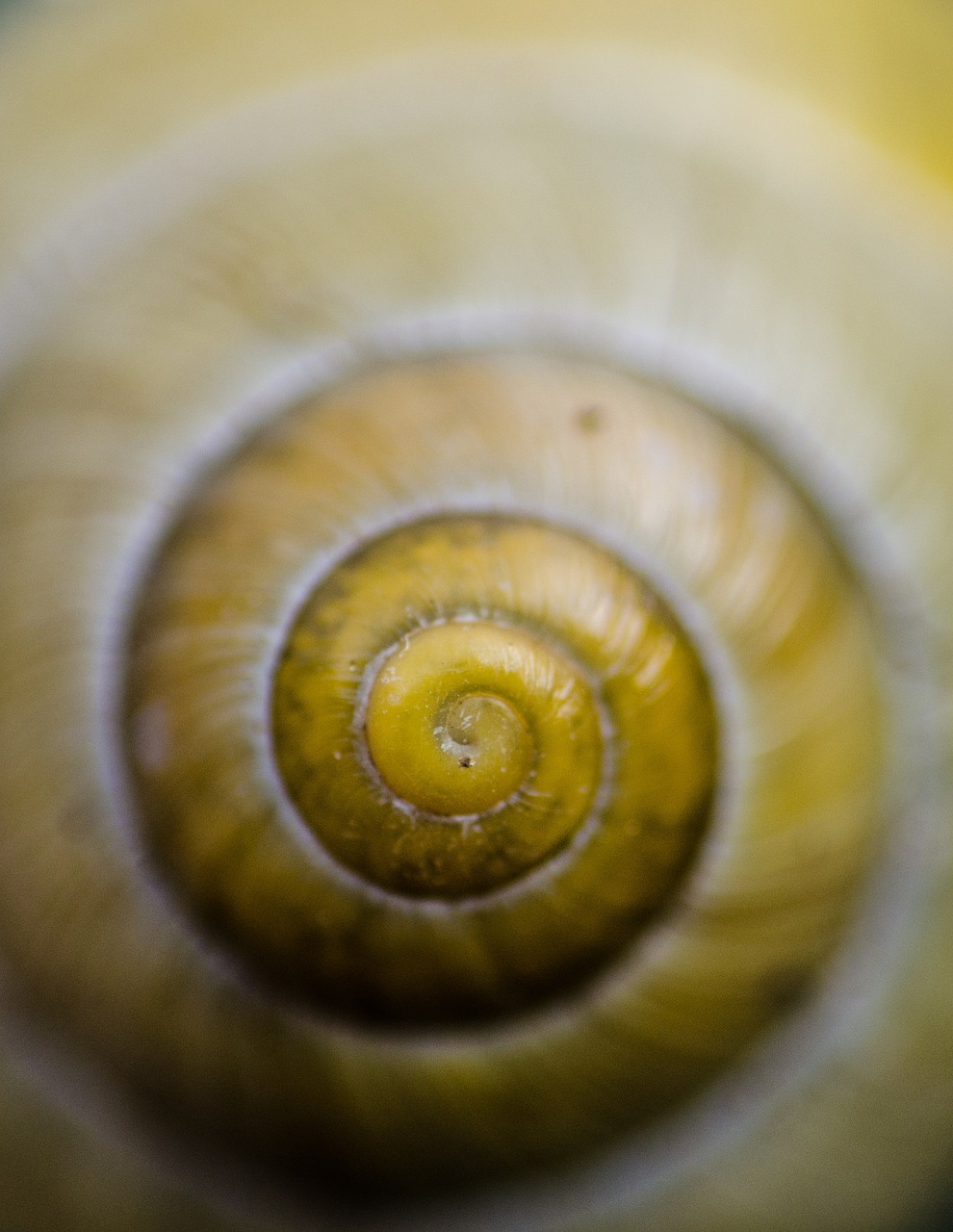 snail shell nature free photo