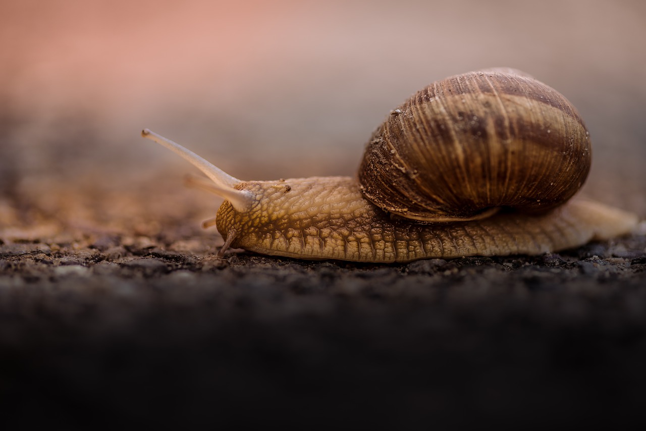 snail outdoor blur free photo