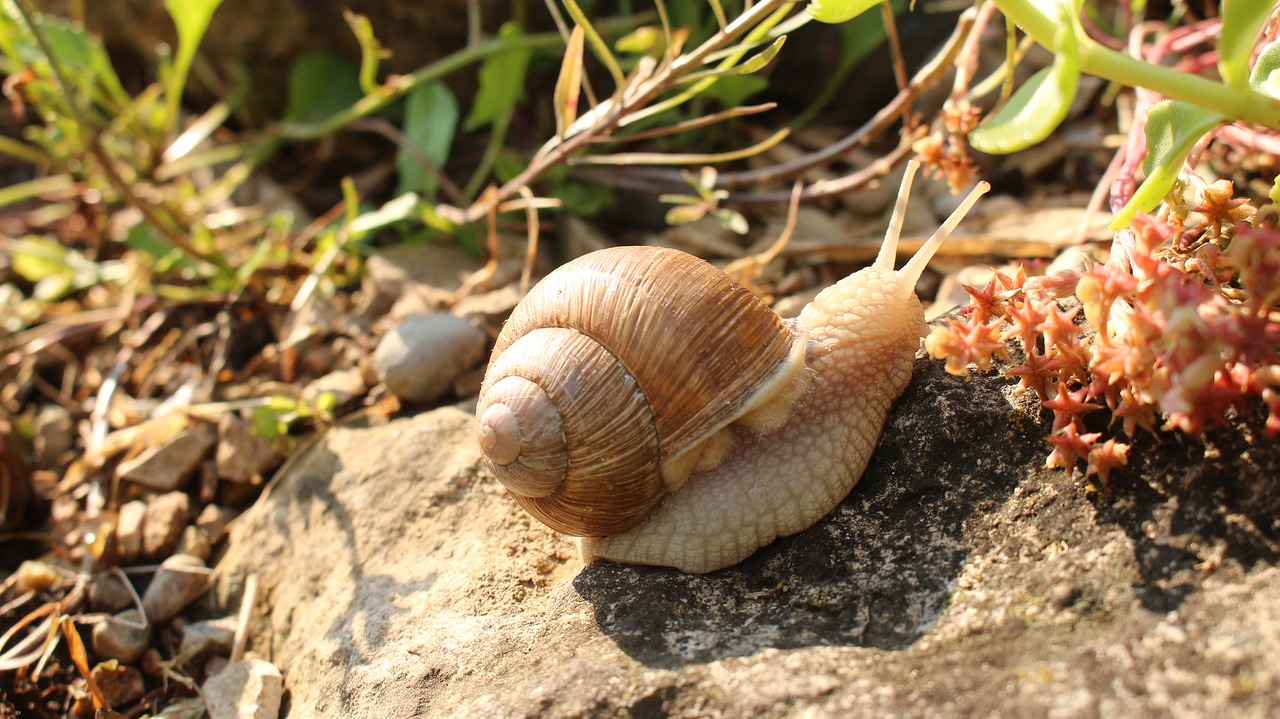 snail macro animal free photo